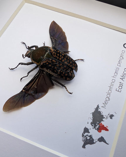 Megalorrhina harrisi peregrina female, the fork-horned flower beetle, green beetle from cameroon, frame 6" x 6"