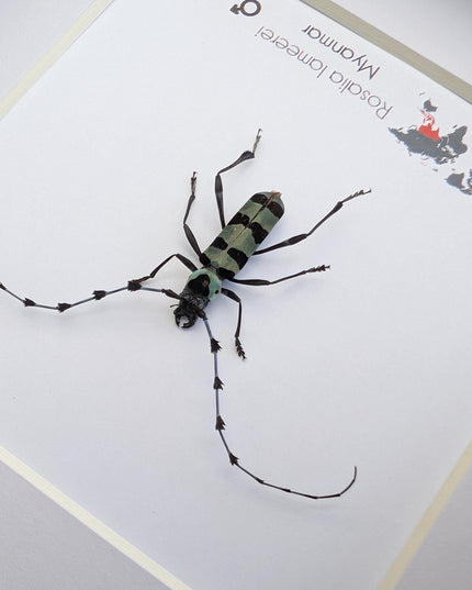 Framed Rosalia Lameerei Beetle, Ethically Sourced Entomology Taxidermy (6x6)