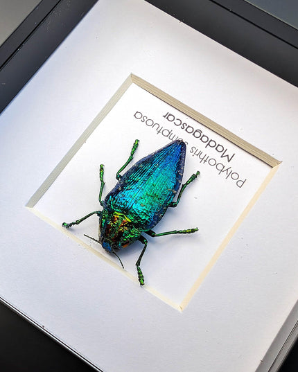 Framed Polybothris Sumptuosa Jewel Beetle, Ethically Sourced Taxidermy Wall Art