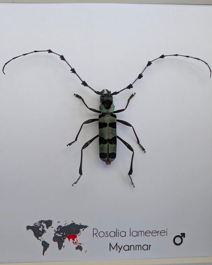 Framed Rosalia Lameerei Beetle, Ethically Sourced Entomology Taxidermy (6x6)