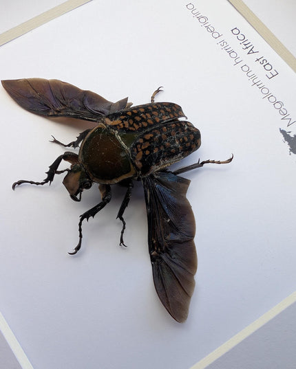 Megalorrhina harrisi peregrina female, the fork-horned flower beetle, green beetle from cameroon, frame 6" x 6"