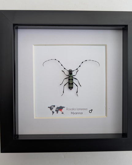 Framed Rosalia Lameerei Beetle, Ethically Sourced Entomology Taxidermy (6x6)