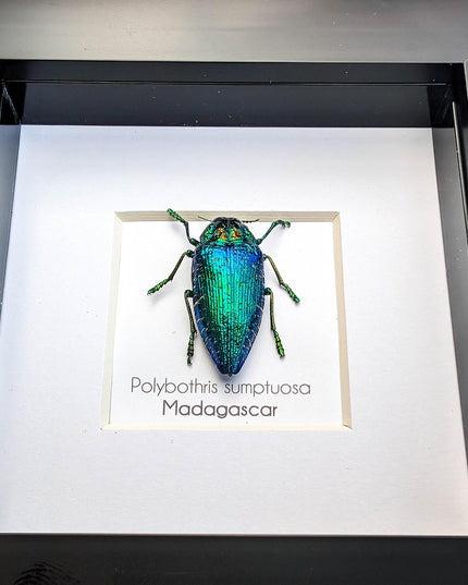 Framed Polybothris Sumptuosa Jewel Beetle, Ethically Sourced Taxidermy Wall Art