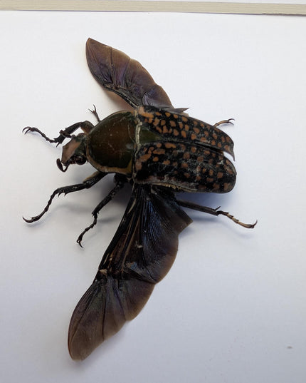 Megalorrhina harrisi peregrina female, the fork-horned flower beetle, green beetle from cameroon, frame 6" x 6"