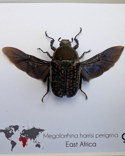 Megalorrhina harrisi peregrina female, the fork-horned flower beetle, green beetle from cameroon, frame 6" x 6"