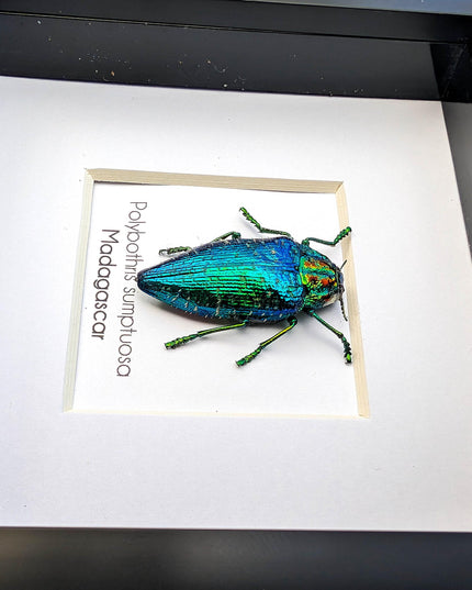 Framed Polybothris Sumptuosa Jewel Beetle, Ethically Sourced Taxidermy Wall Art