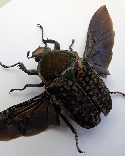 Megalorrhina harrisi peregrina female, the fork-horned flower beetle, green beetle from cameroon, frame 6" x 6"