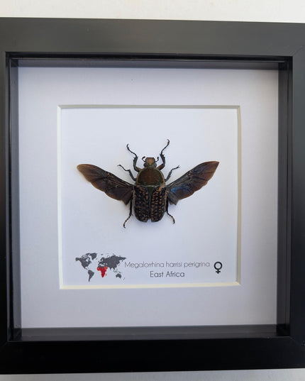 Megalorrhina harrisi peregrina female, the fork-horned flower beetle, green beetle from cameroon, frame 6" x 6"