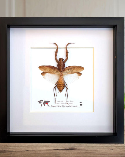 Framed Tamolanica tamolana, New Guinea shield mantis taxidermy: ethically sourced entomology wall art (10x10)