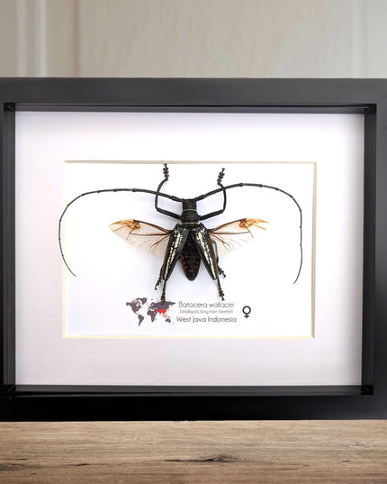 Framed batocera wallacei male, longhorn beetle display open wings: nature wall art (10"x8")