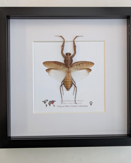 Framed Tamolanica tamolana, New Guinea shield mantis taxidermy: ethically sourced entomology wall art (10x10)