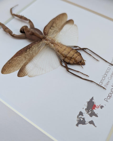 Framed Tamolanica tamolana, New Guinea shield mantis taxidermy: ethically sourced entomology wall art (10x10)