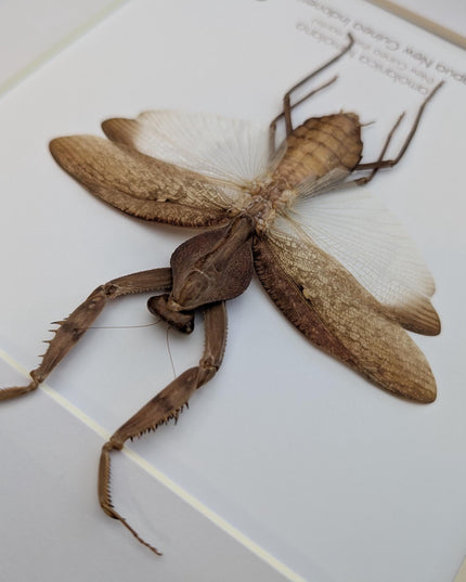 Framed Tamolanica tamolana, New Guinea shield mantis taxidermy: ethically sourced entomology wall art (10x10)