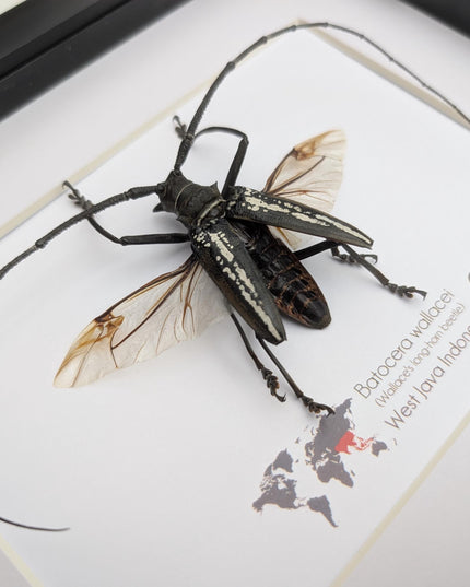 Framed batocera wallacei male, longhorn beetle display open wings: nature wall art (10"x8")