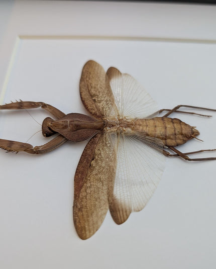 Framed Tamolanica tamolana, New Guinea shield mantis taxidermy: ethically sourced entomology wall art (10x10)
