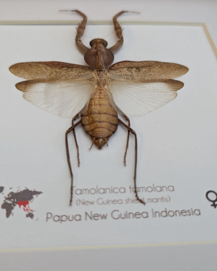 Framed Tamolanica tamolana, New Guinea shield mantis taxidermy: ethically sourced entomology wall art (10x10)