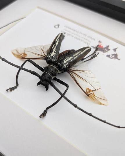 Framed batocera wallacei male, longhorn beetle display open wings: nature wall art (10"x8")