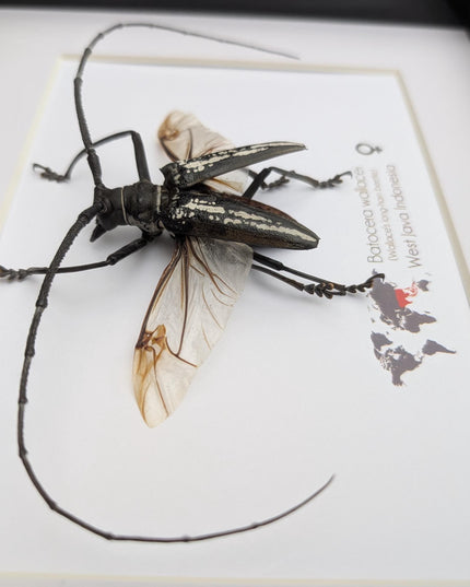 Framed batocera wallacei male, longhorn beetle display open wings: nature wall art (10"x8")