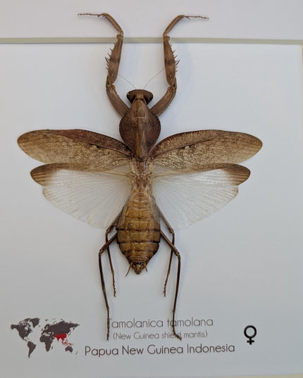 Framed Tamolanica tamolana, New Guinea shield mantis taxidermy: ethically sourced entomology wall art (10x10)