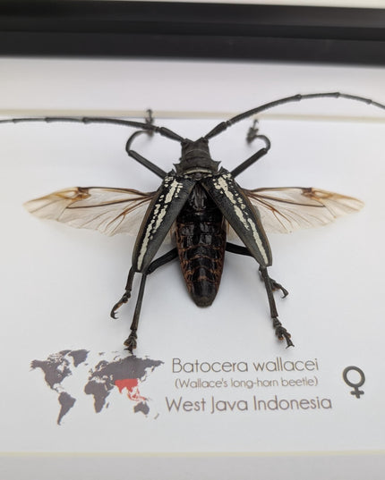Framed batocera wallacei male, longhorn beetle display open wings: nature wall art (10"x8")