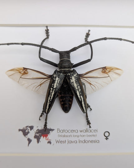 Framed batocera wallacei male, longhorn beetle display open wings: nature wall art (10"x8")