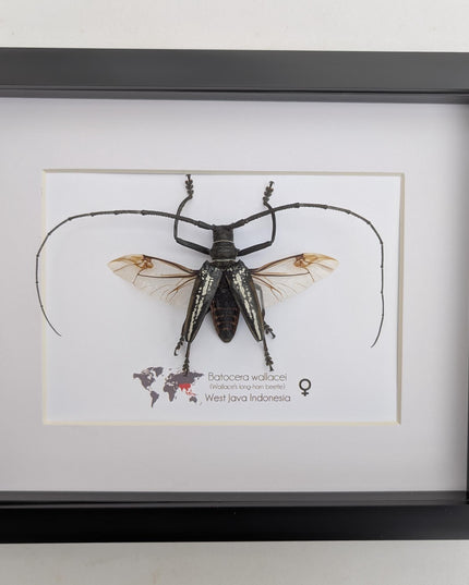 Framed batocera wallacei male, longhorn beetle display open wings: nature wall art (10"x8")