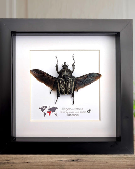 Framed Hegemus vittatus male, wings open, striped flower chafer beetle, taxidermy beetle,  6"x6"
