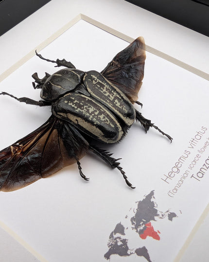 Framed Hegemus vittatus male, wings open, striped flower chafer beetle, taxidermy beetle,  6"x6"