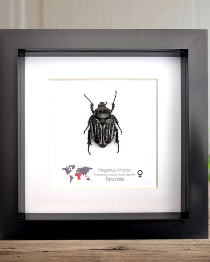 Framed Hegemus vittatus female, striped flower chafer beetle, taxidermy beetle,  6"x6"