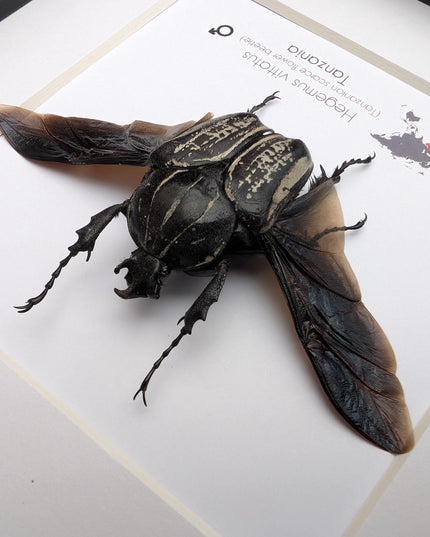 Framed Hegemus vittatus male, wings open, striped flower chafer beetle, taxidermy beetle,  6"x6"