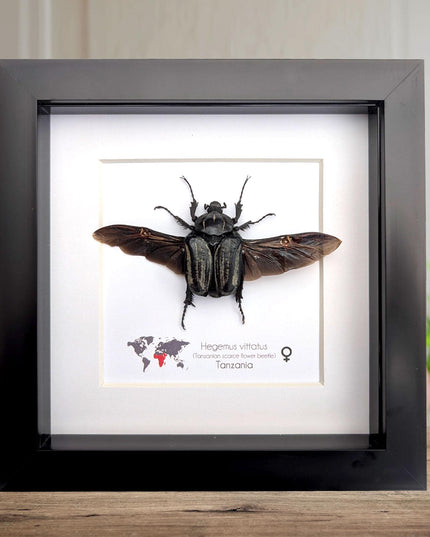 Framed Hegemus vittatus female, wings open, striped flower chafer beetle, taxidermy beetle,  6"x6"