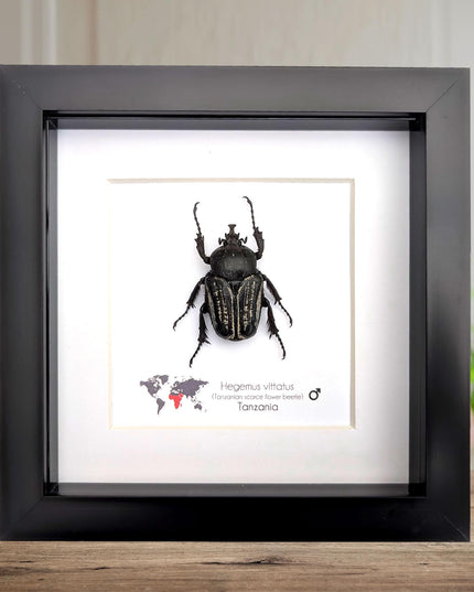 Framed Hegemus vittatus male, striped flower chafer beetle, taxidermy beetle, frame 6"x6"