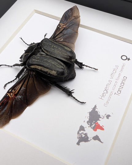 Framed Hegemus vittatus female, wings open, striped flower chafer beetle, taxidermy beetle,  6"x6"