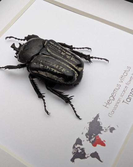 Framed Hegemus vittatus male, striped flower chafer beetle, taxidermy beetle, frame 6"x6"