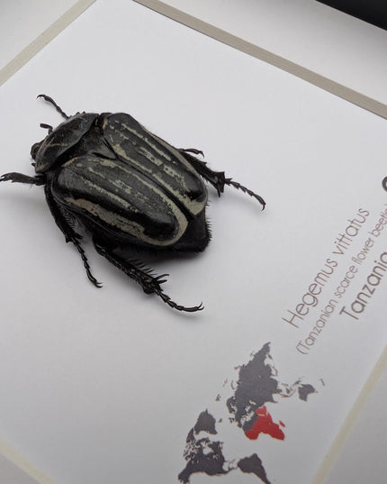 Framed Hegemus vittatus female, striped flower chafer beetle, taxidermy beetle,  6"x6"