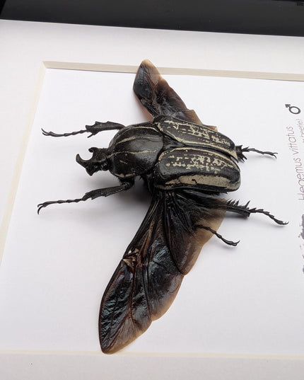 Framed Hegemus vittatus male, wings open, striped flower chafer beetle, taxidermy beetle,  6"x6"