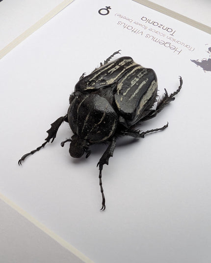 Framed Hegemus vittatus female, striped flower chafer beetle, taxidermy beetle,  6"x6"