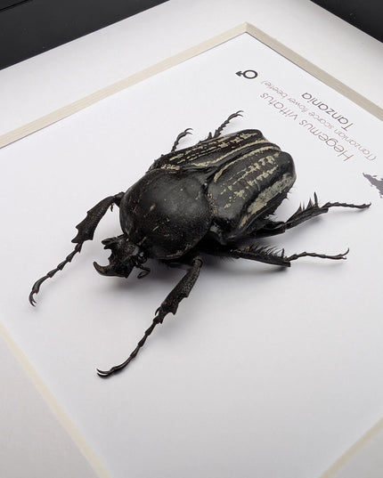 Framed Hegemus vittatus male, striped flower chafer beetle, taxidermy beetle, frame 6"x6"