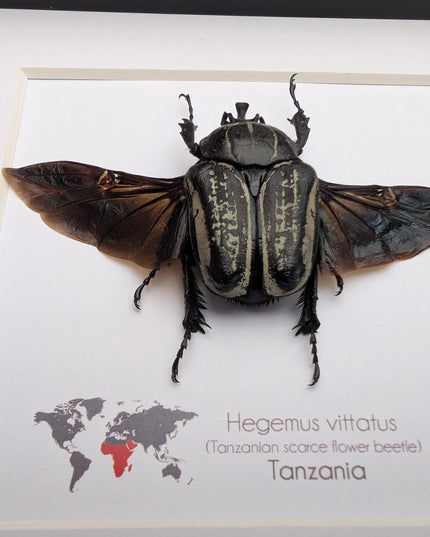 Framed Hegemus vittatus male, wings open, striped flower chafer beetle, taxidermy beetle,  6"x6"
