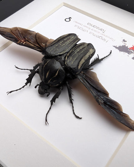 Framed Hegemus vittatus female, wings open, striped flower chafer beetle, taxidermy beetle,  6"x6"