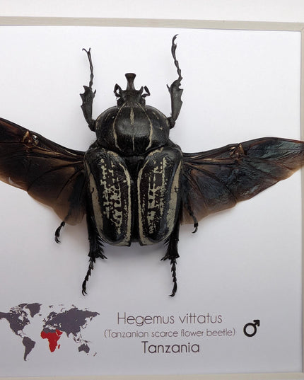 Framed Hegemus vittatus male, wings open, striped flower chafer beetle, taxidermy beetle,  6"x6"