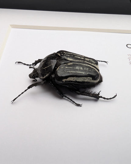 Framed Hegemus vittatus female, striped flower chafer beetle, taxidermy beetle,  6"x6"