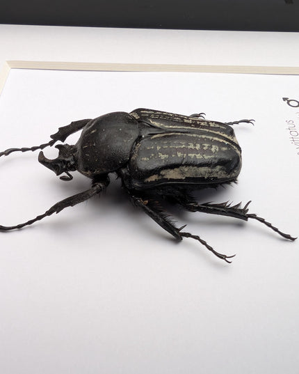 Framed Hegemus vittatus male, striped flower chafer beetle, taxidermy beetle, frame 6"x6"