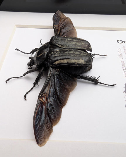 Framed Hegemus vittatus female, wings open, striped flower chafer beetle, taxidermy beetle,  6"x6"