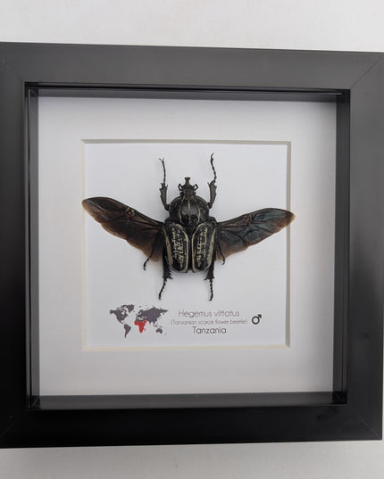 Framed Hegemus vittatus male, wings open, striped flower chafer beetle, taxidermy beetle,  6"x6"
