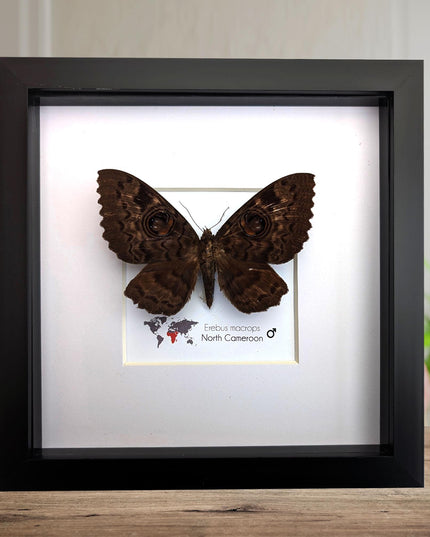Framed owl-moth taxidermy Erebus macrops: ethically sourced entomology art