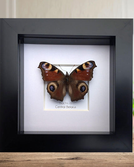 Framed european peacock butterfly: entomology wall art (4" x 4")