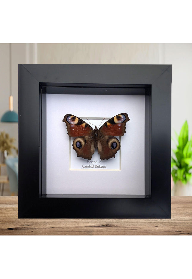Framed european peacock butterfly: entomology wall art (4" x 4")