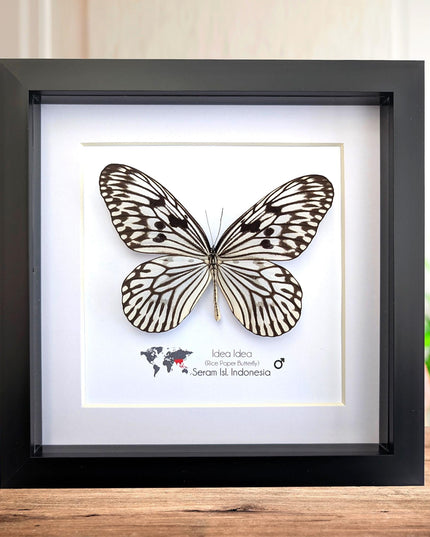 Framed Rice Paper Butterfly, Black and White Entomology Display (8x8 inches)