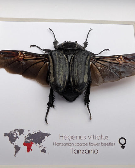 Framed Hegemus vittatus female, wings open, striped flower chafer beetle, taxidermy beetle,  6"x6"